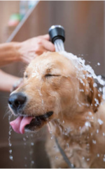 cachorro no banho
